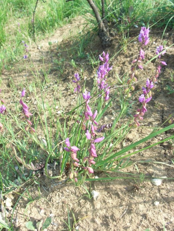 Chiedo conferma..Polygala